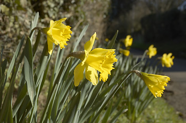 Image showing Daffodils