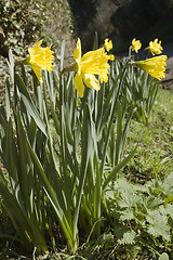 Image showing Daffodils