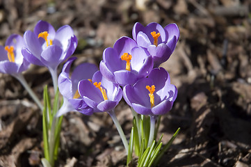 Image showing Violet Crocus