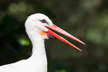 Image showing Head of a stork 