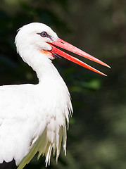 Image showing Head of a stork 
