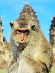 Image showing Portrait of a Monkey