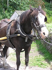 Image showing Cart Horse