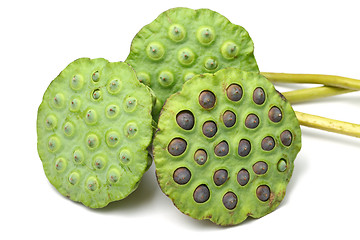 Image showing Bouquet of Lotus seed pod