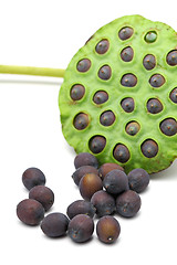 Image showing Lotus seed and pod