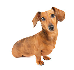 Image showing Dachshund dog portrait