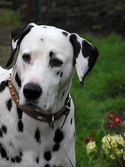 Image showing Dalmatian 2