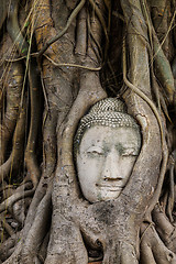 Image showing Old tree with buddha head in wat mahathat