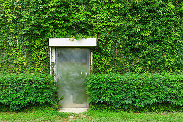 Image showing Green ivy leaves wall with metal door