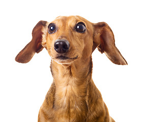 Image showing Dachshund dog 