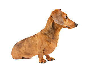 Image showing Dachshund dog side view