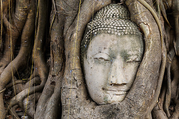Image showing Buddha head in a tree trunk, Wat Mahathat