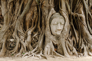 Image showing Old tree with buddha head in Ayutthaya