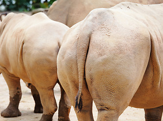 Image showing Rhino