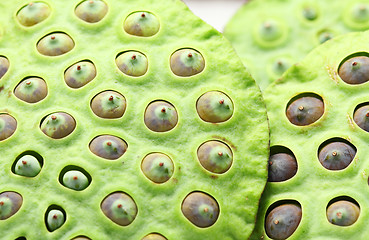 Image showing Lotus seed pod