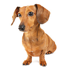 Image showing Dachshund dog