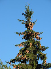 Image showing Spruce with cones