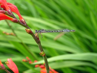 Image showing Damsel Fly 3