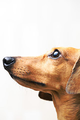 Image showing Dachshund dog looking up