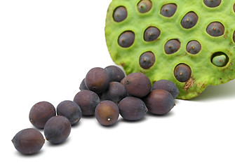 Image showing Fresh lotus ripe seed and pod