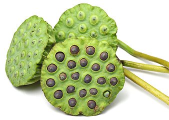 Image showing Bouquet of Lotus seed pod