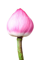 Image showing Lotus bud