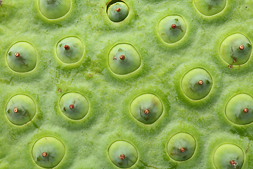 Image showing Lotus seed pod close up