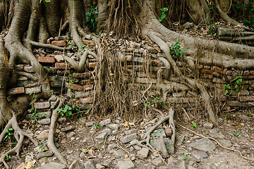 Image showing Tree root with brick wall