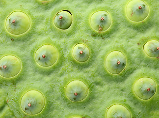 Image showing Lotus seed pod close up