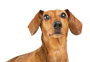 Image showing Dachshund dog looking up
