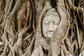 Image showing Old tree with buddha head in Ayutthaya