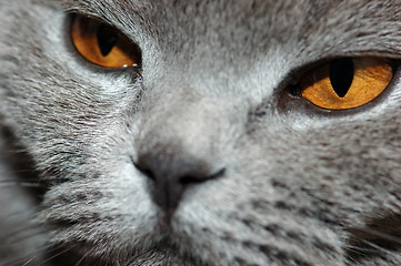 Image showing deep yellow eyes