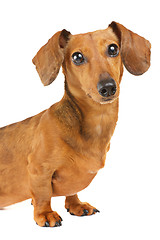 Image showing Dachshund dog portrait