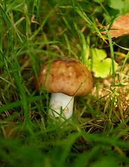 Image showing Forest Mushroom