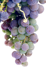 Image showing Unripe Grape