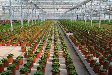 Image showing Greenhouse