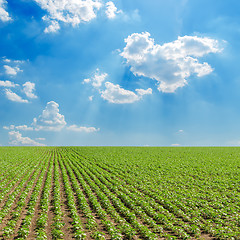 Image showing field with green sunflowers under cloudy sky