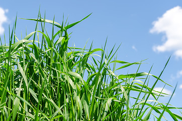 Image showing green grass