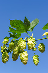 Image showing branch of green hops