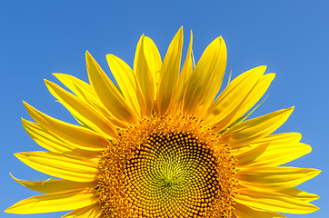 Image showing part of sunflower and blue sky