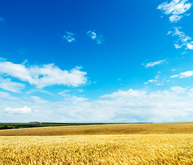 Image showing gold ears of wheat under cloudy sky