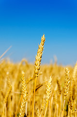 Image showing one golden ear of wheat