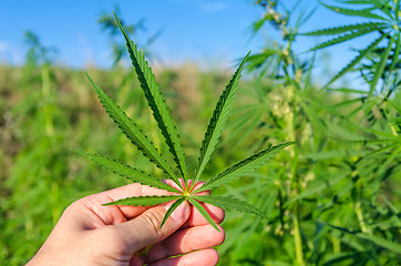 Image showing green leaf of marijuana in hand