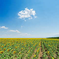 Image showing sunflowers field under light blue sky