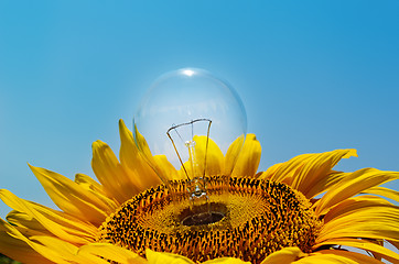 Image showing old light bulb and sunflower