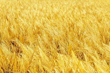 Image showing golden field with harvest