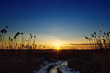 Image showing sunset over river with canes