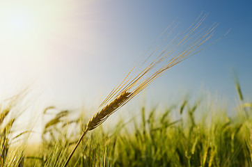 Image showing green barley under sun