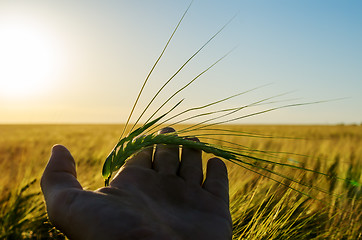 Image showing green wheat in hand