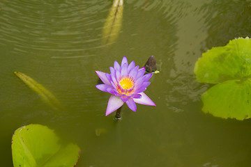 Image showing Grounds of the Hotel Amari in Koh Chang